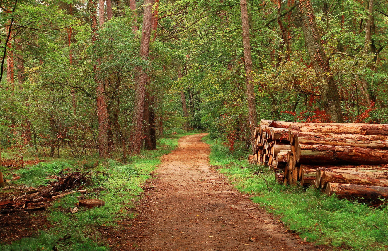 Diversifier son patrimoine en investissant dans les forêts.